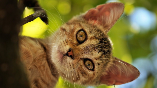 Обои картинки фото животные, коты, мордочка