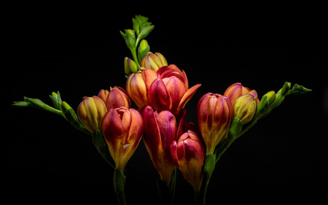 Обои картинки фото цветы, фрезия, бутоны