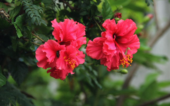 Обои картинки фото цветы, гибискусы, розовый