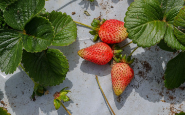 Картинка еда клубника +земляника