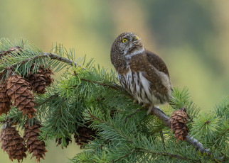 Картинка животные совы ветки сова птица хвоя шишки сыч