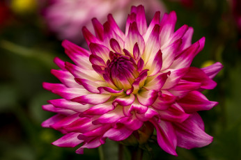 Картинка цветы георгины розовый георгин макро