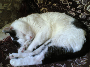 Картинка тима животные коты