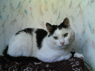 Картинка тимофей животные коты