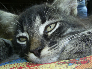 Картинка животные коты