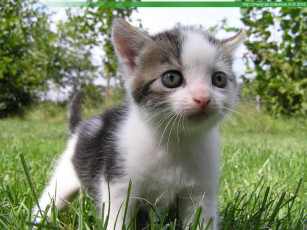 Картинка животные коты