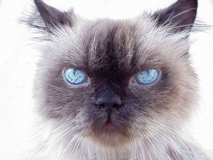 Картинка животные коты