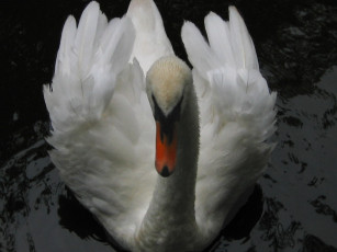 Картинка животные лебеди
