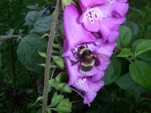 Картинка животные пчелы осы шмели