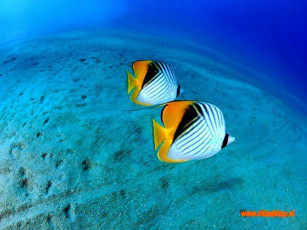 Картинка животные рыбы