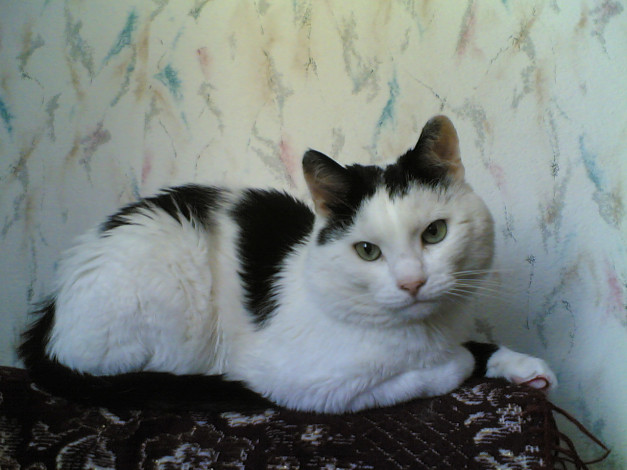 Обои картинки фото тимофей, животные, коты