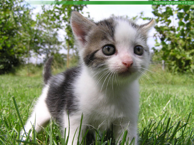 Обои картинки фото животные, коты