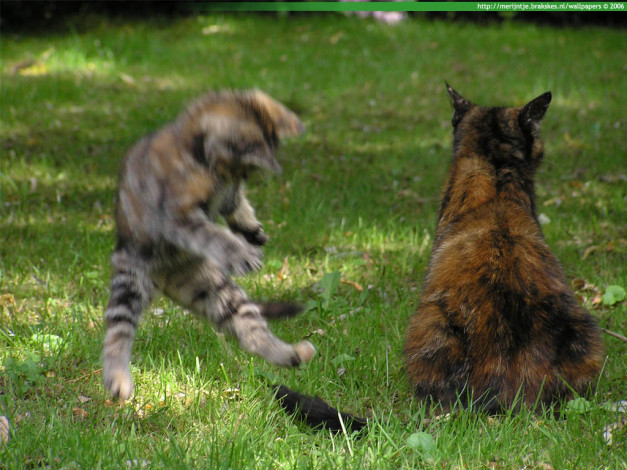 Обои картинки фото животные, коты