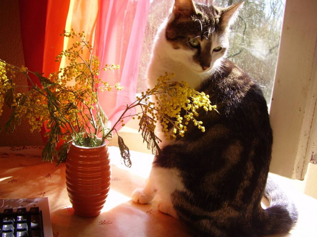 Обои картинки фото животные, коты