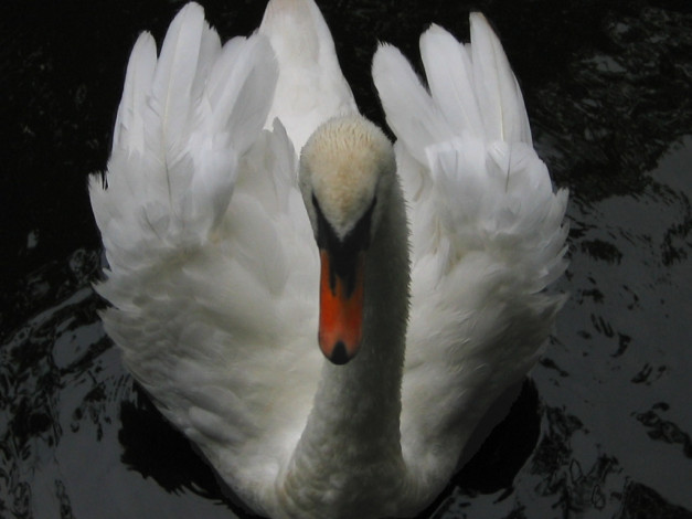 Обои картинки фото животные, лебеди