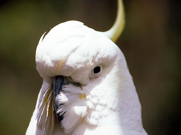 Обои картинки фото животные, попугаи