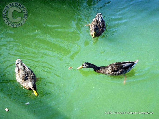 Обои картинки фото животные, утки