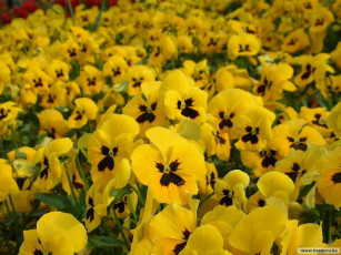 Картинка цветы анютины глазки садовые фиалки