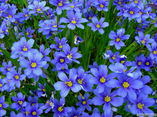 Картинка цветы горечавки