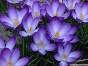 Картинка цветы крокусы