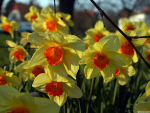 Картинка цветы нарциссы