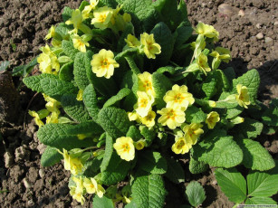 Картинка цветы примулы