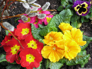 Картинка цветы примулы