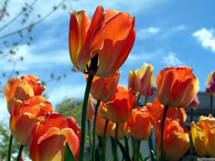 Картинка цветы тюльпаны