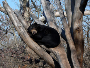 Картинка he malayan sun bear enjoying warm животные медведи