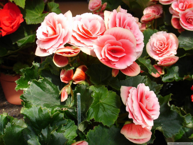 Обои картинки фото цветы, бегония