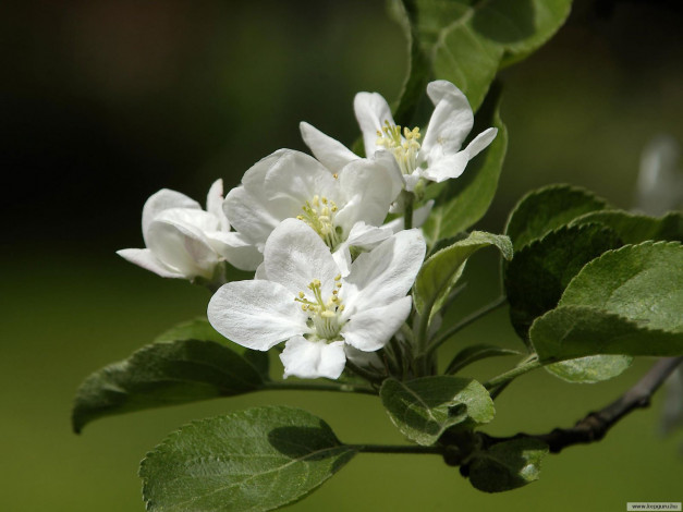 Обои картинки фото цветы, цветущие, деревья, кустарники