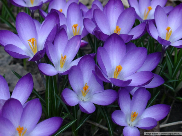 Обои картинки фото цветы, крокусы