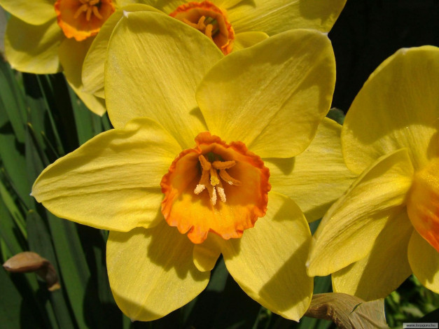 Обои картинки фото цветы, нарциссы