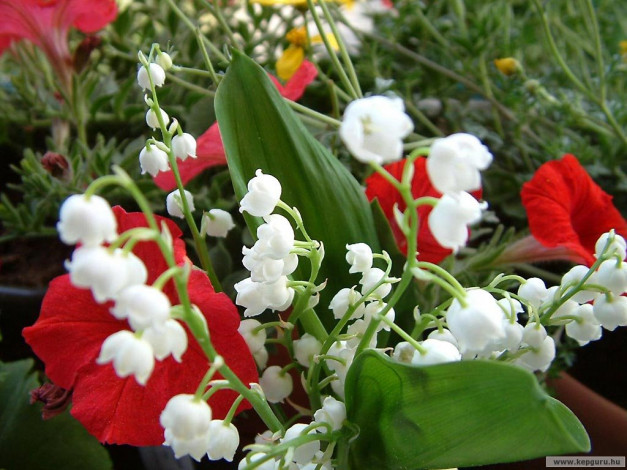 Обои картинки фото цветы, разные, вместе