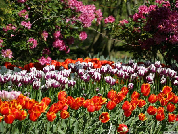 Обои картинки фото цветы, разные, вместе