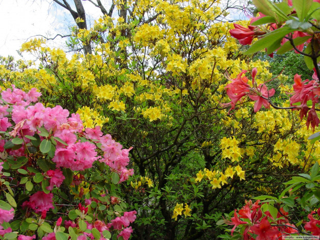 Обои картинки фото цветы, рододендроны, азалии