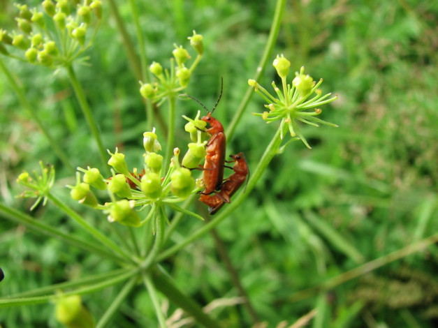 Обои картинки фото животные, насекомые
