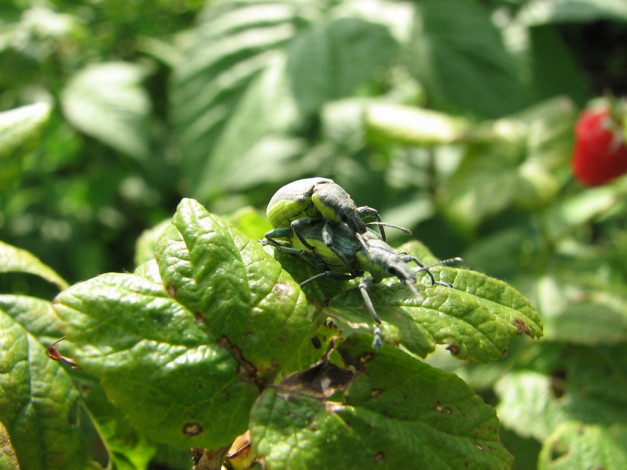 Обои картинки фото животные, насекомые