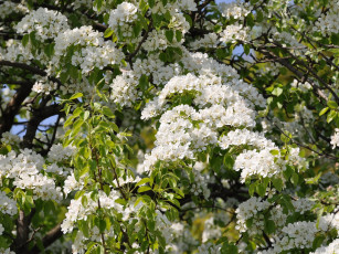 Картинка цветы цветущие деревья кустарники