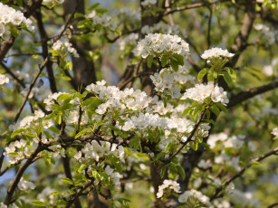 Картинка цветы цветущие деревья кустарники