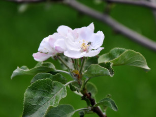 обоя цветы, цветущие, деревья, кустарники