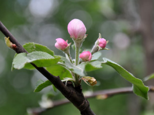 Картинка цветы цветущие деревья кустарники