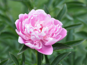 Картинка цветы пионы