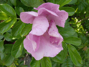 Картинка угнетение цветы шиповник