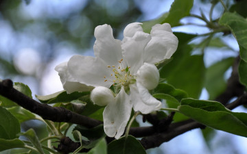 Картинка цветы цветущие деревья кустарники