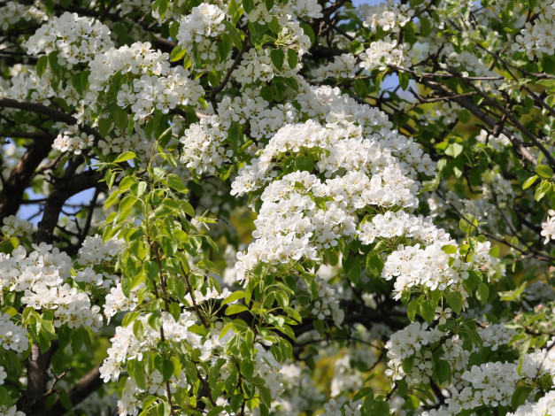 Обои картинки фото цветы, цветущие, деревья, кустарники