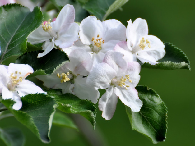 Обои картинки фото цветы, цветущие, деревья, кустарники