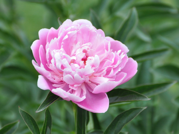 Обои картинки фото цветы, пионы