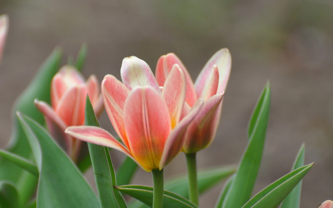 Обои картинки фото цветы, тюльпаны