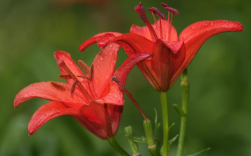 Картинка цветы лилии лилейники